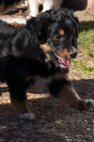 Kojack, a male Aussiedoodle and Miniature Aussiedoodle for sale in Crowley, TX – Photo 1 of 4
