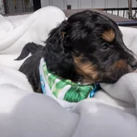 Kojack, a male Aussiedoodle and Miniature Aussiedoodle for sale in Crowley, TX – Photo 3 of 4