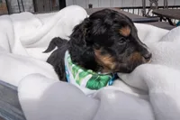 Kojack, a male Aussiedoodle and Miniature Aussiedoodle for sale in Crowley, TX – Photo 2 of 2