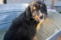 Kojack, a male Aussiedoodle and Miniature Aussiedoodle for sale in Crowley, TX – Photo 3 of 9