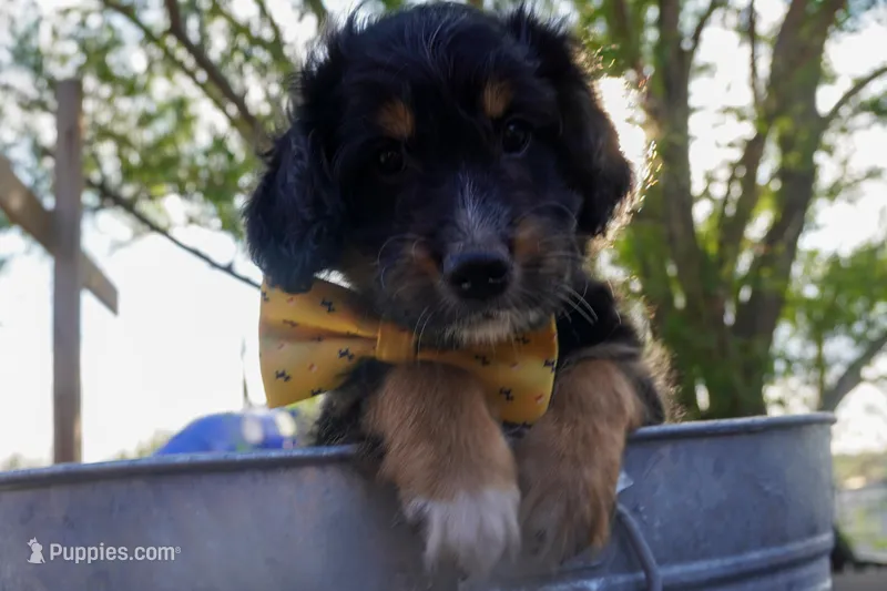 Kojack – Aussiedoodle, Miniature Aussiedoodle puppy for sale in Crowley, TX