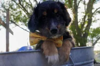 Kojack, a male Aussiedoodle and Miniature Aussiedoodle for sale in Crowley, TX – Photo 1 of 9