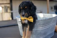 Kojack, a male Aussiedoodle and Miniature Aussiedoodle for sale in Crowley, TX – Photo 5 of 9
