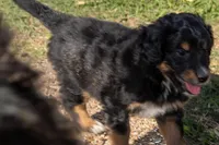 Kojack, a male Aussiedoodle and Miniature Aussiedoodle for sale in Crowley, TX – Photo 2 of 4