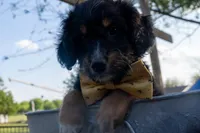 Kojack, a male Aussiedoodle and Miniature Aussiedoodle for sale in Crowley, TX – Photo 4 of 9