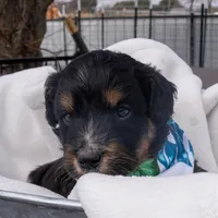 Kojack, a male Aussiedoodle and Miniature Aussiedoodle for sale in Crowley, TX – Photo 4 of 4