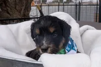 Kojack, a male Aussiedoodle and Miniature Aussiedoodle for sale in Crowley, TX – Photo 1 of 2