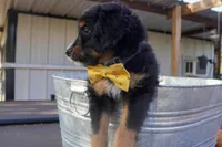 Kojack, a male Aussiedoodle and Miniature Aussiedoodle for sale in Crowley, TX – Photo 2 of 9