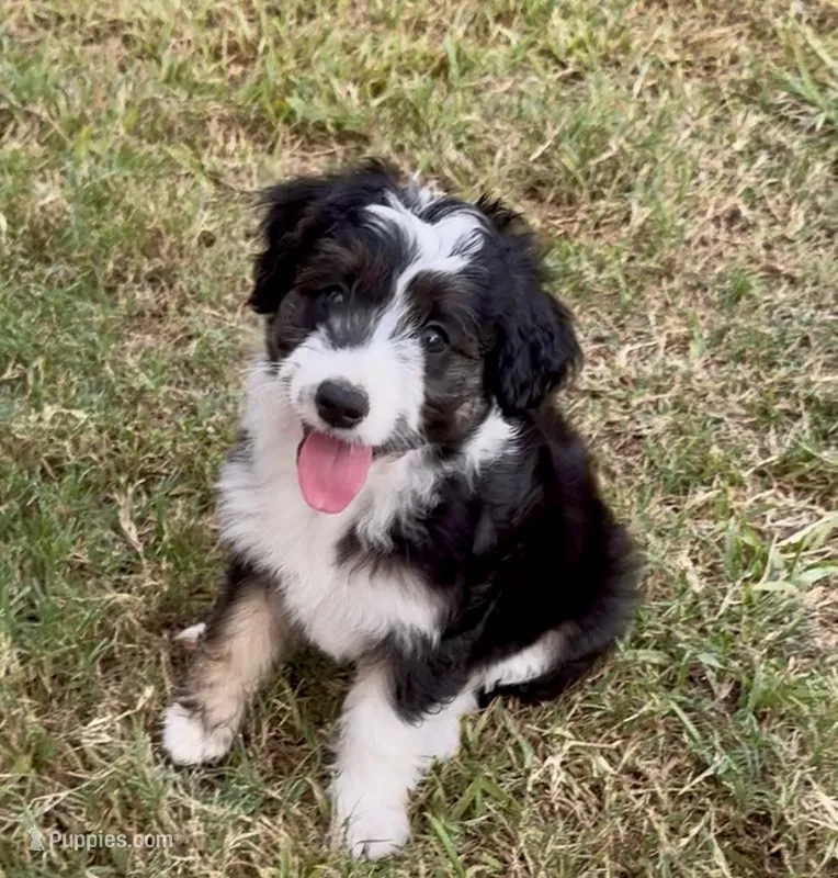Jolene – Miniature Aussiedoodle puppy for sale in Crowley, TX