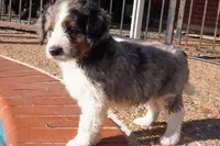 Roger, a male Aussiedoodle and Miniature Aussiedoodle for sale in Crowley, TX – Photo 2 of 6