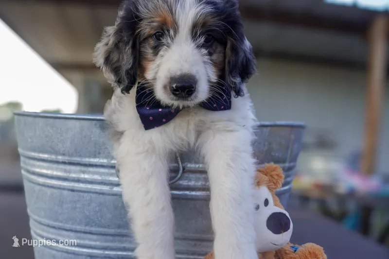 Roger – Aussiedoodle, Miniature Aussiedoodle puppy for sale in Crowley, TX