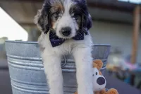 Roger, a male Aussiedoodle and Miniature Aussiedoodle for sale in Crowley, TX – Photo 1 of 9