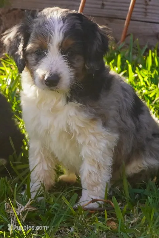 Roger – Aussiedoodle, Miniature Aussiedoodle puppy for sale in Crowley, TX