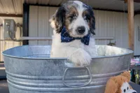 Roger, a male Aussiedoodle and Miniature Aussiedoodle for sale in Crowley, TX – Photo 2 of 9