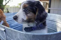 Roger, a male Aussiedoodle and Miniature Aussiedoodle for sale in Crowley, TX – Photo 3 of 9