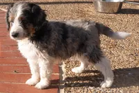 Roger, a male Aussiedoodle and Miniature Aussiedoodle for sale in Crowley, TX – Photo 3 of 6