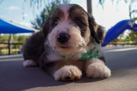 Jagger, a male Miniature Aussiedoodle for sale in Crowley, TX – 3 of 4