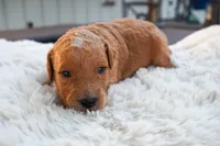 Dahlia, a female Miniature Goldendoodle for sale in Crowley, TX – Photo 4 of 4