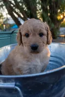 Dahlia, a female Miniature Goldendoodle for sale in Crowley, TX – Photo 2 of 4