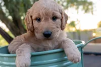 Dahlia, a female Miniature Goldendoodle for sale in Crowley, TX – Photo 1 of 4