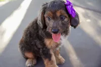Jolene, a female Miniature Aussiedoodle for sale in Crowley, TX – 2 of 4