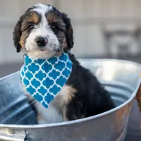 Kirby, a male Miniature Aussiedoodle for sale in Crowley, TX – Photo 5 of 9