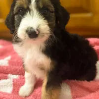 Kirby, a male Miniature Aussiedoodle for sale in Crowley, TX – Photo 8 of 9