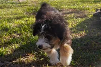 Kirby, a male Miniature Aussiedoodle for sale in Crowley, TX – Photo 2 of 9
