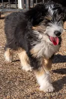 Kirby, a male Miniature Aussiedoodle for sale in Crowley, TX – Photo 1 of 9