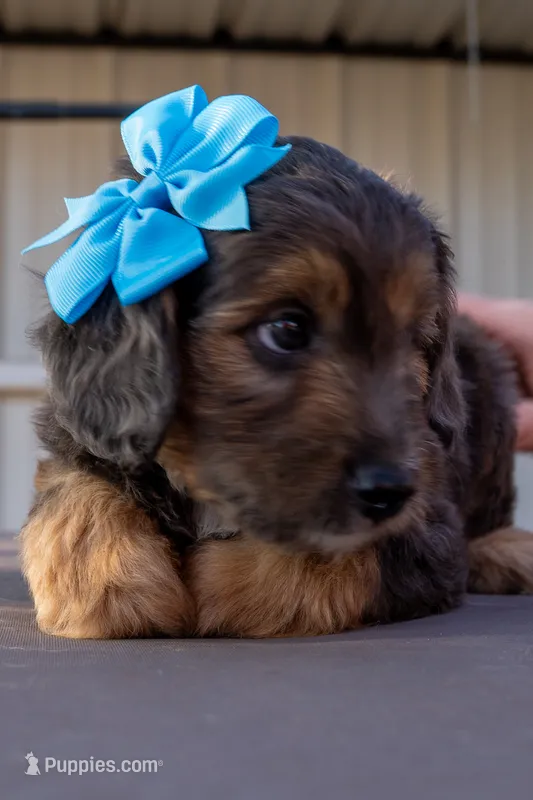 Janie – Miniature Aussiedoodle puppy for sale in Crowley, TX