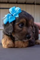 Janie, a female Miniature Aussiedoodle for sale in Crowley, TX – 1 of 4
