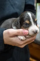 processed/fab8c0bc-9d20-4b0c-bd98-592695a244d7/listing/b45939ed-c6a3-4c25-995e-57be59926168/21d7b1bc-ec8a-4730-a2af-6956e4f9355a