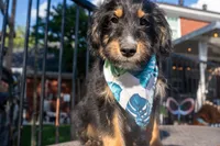 Kojack, a male Aussiedoodle and Miniature Aussiedoodle for sale in Crowley, TX – 2 of 9