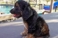 Maya, a female Miniature Aussiedoodle for sale in Crowley, TX – 2 of 3