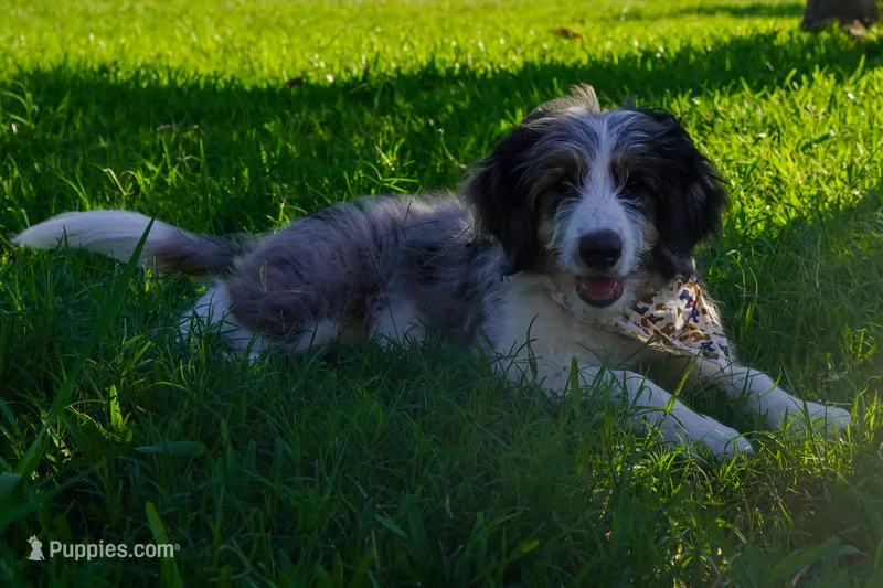 Roger – Aussiedoodle, Miniature Aussiedoodle puppy for sale in Crowley, TX