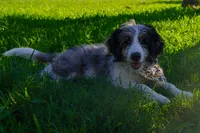 Roger, a male Aussiedoodle and Miniature Aussiedoodle for sale in Crowley, TX – 1 of 8