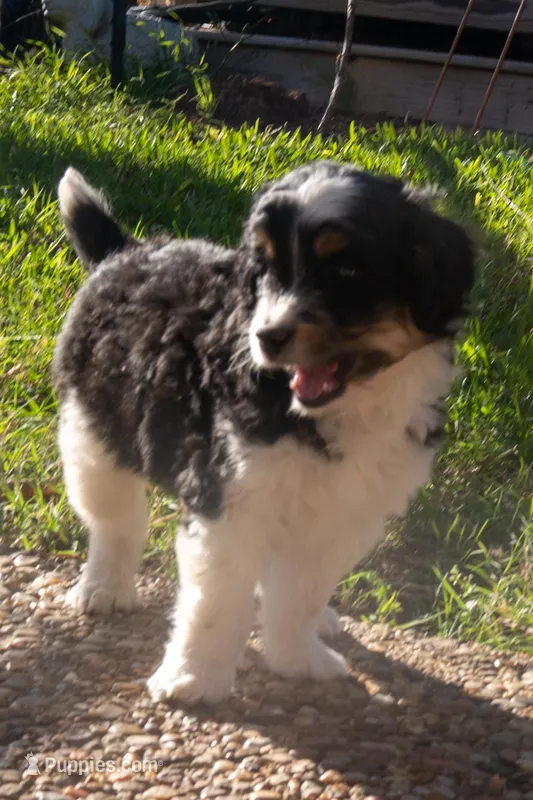 Lennox – Aussiedoodle, Miniature Aussiedoodle puppy for sale in Crowley, TX