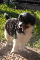 Lennox, a male Aussiedoodle and Miniature Aussiedoodle for sale in Crowley, TX – Photo 1 of 6