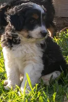 Lennox, a male Aussiedoodle and Miniature Aussiedoodle for sale in Crowley, TX – Photo 3 of 6