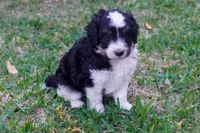 Lennox, a male Aussiedoodle and Miniature Aussiedoodle for sale in Crowley, TX – Photo 4 of 6