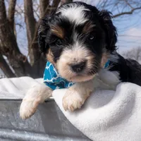 Lennox, a male Aussiedoodle and Miniature Aussiedoodle for sale in Crowley, TX – Photo 6 of 6