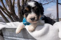 Lennox, a male Aussiedoodle and Miniature Aussiedoodle for sale in Crowley, TX – Photo 2 of 2