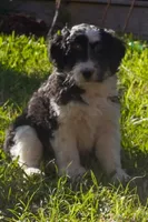 Lennox, a male Aussiedoodle and Miniature Aussiedoodle for sale in Crowley, TX – Photo 2 of 6