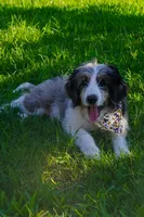 Roger, a male Aussiedoodle and Miniature Aussiedoodle for sale in Crowley, TX – 2 of 8