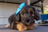 Janie, a female Miniature Aussiedoodle for sale in Crowley, TX – 2 of 4
