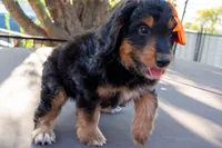 Maisie, a female Miniature Aussiedoodle for sale in Crowley, TX – 3 of 3