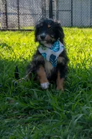 Kojack, a male Aussiedoodle and Miniature Aussiedoodle for sale in Crowley, TX – 5 of 9