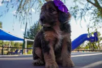 Jolene, a female Miniature Aussiedoodle for sale in Crowley, TX – 4 of 4