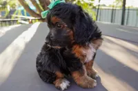 Maya, a female Miniature Aussiedoodle for sale in Crowley, TX – 3 of 3