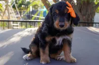 Maisie, a female Miniature Aussiedoodle for sale in Crowley, TX – 1 of 3